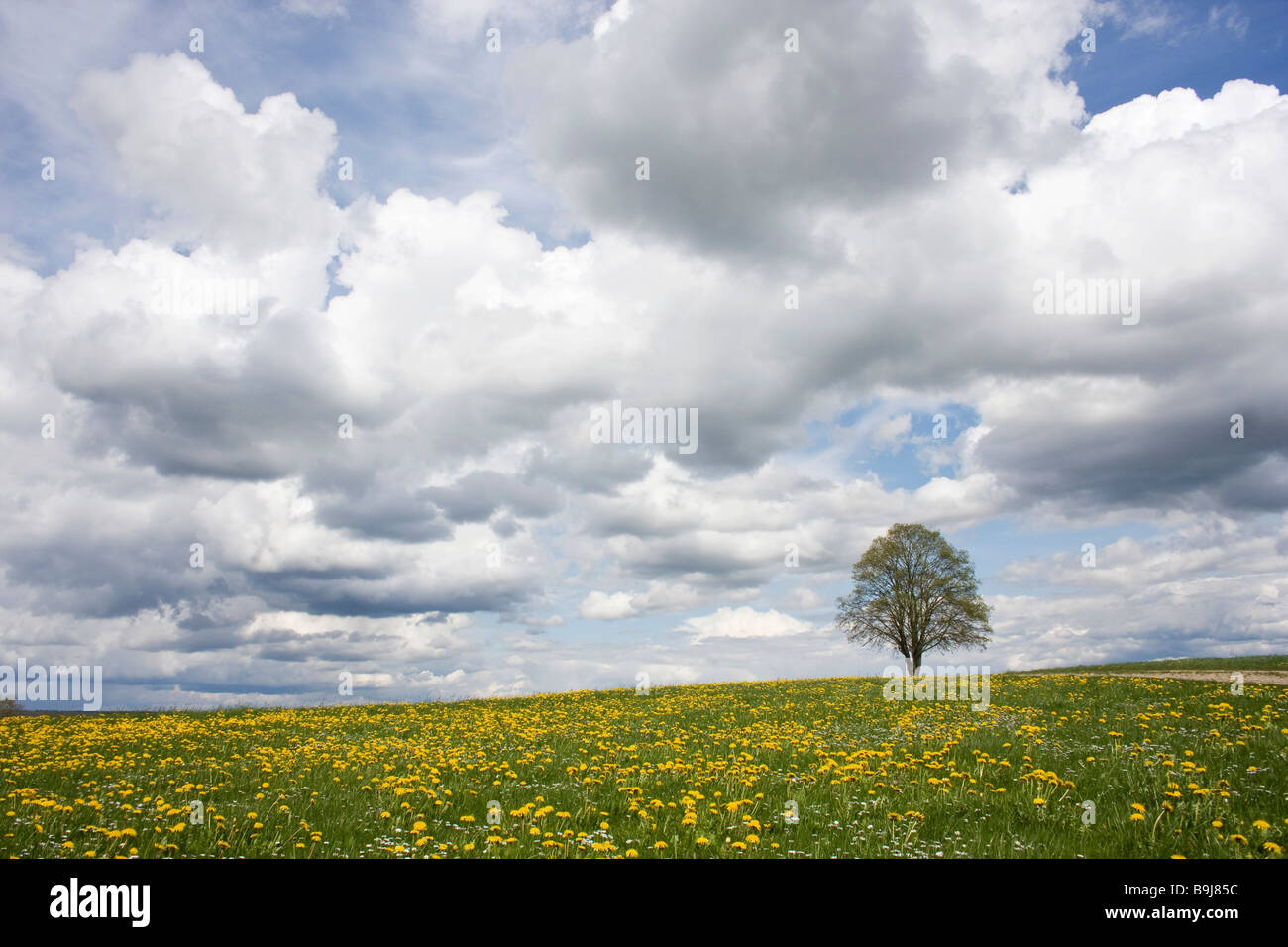 Einsamer Baum steht in einem Feld von Löwenzahn unter blauem Himmel mit Wolken im Frühjahr Stockfoto