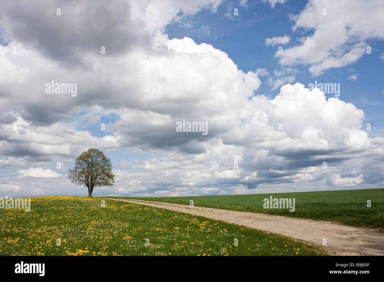 Baum steht neben einem Weg in einem Feld von Löwenzahn unter blauem Himmel mit Wolken im Frühjahr Stockfoto