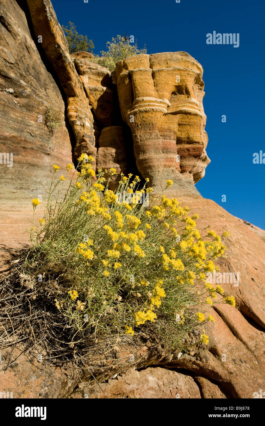 Sandstein Bildung und gelben Blumen, Mont Carmel Highway, Zion Nationalpark, Utah, USA Stockfoto