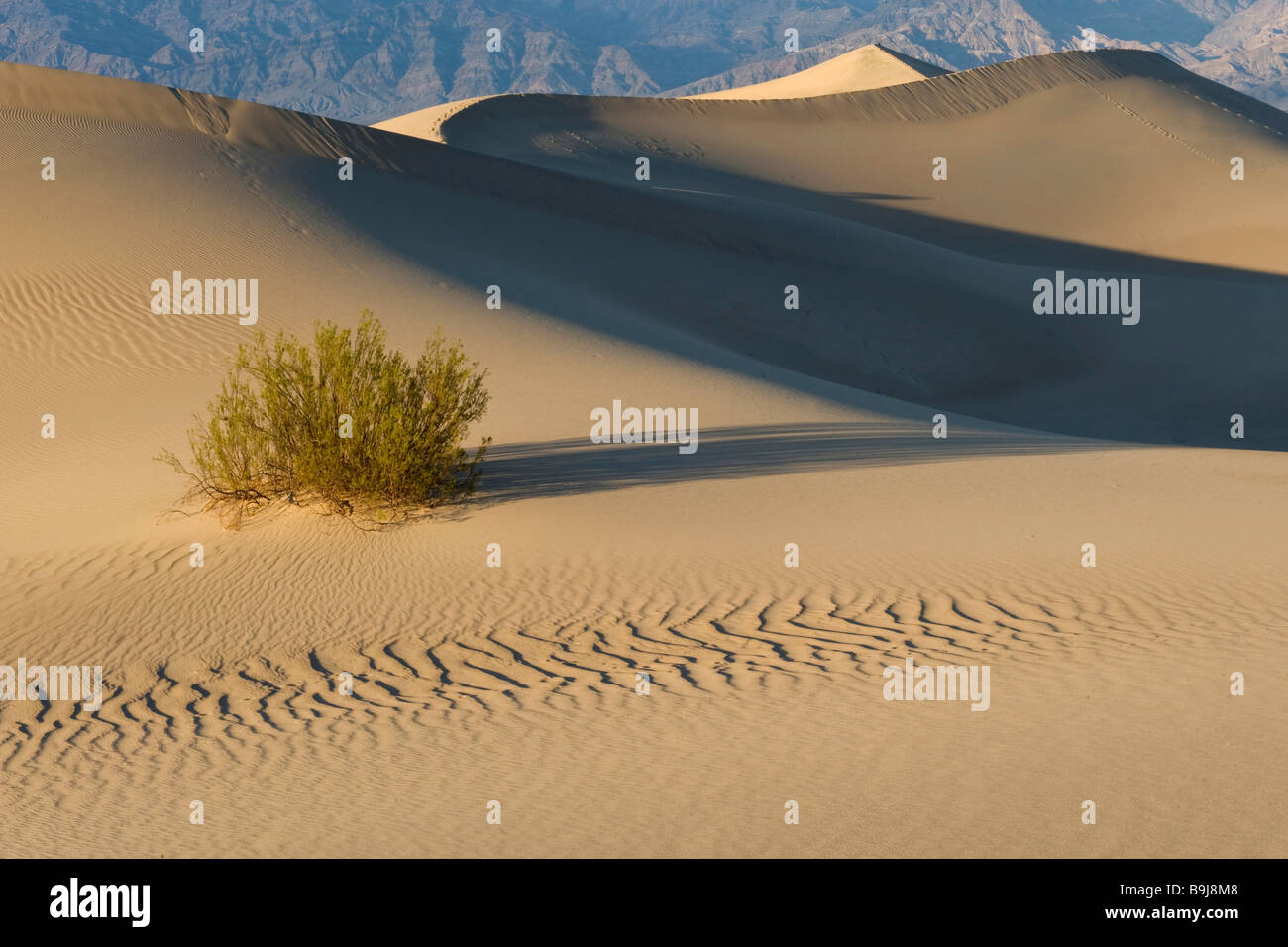 Mesquite flachen Dünen, Death Valley, Kalifornien, USA Stockfoto