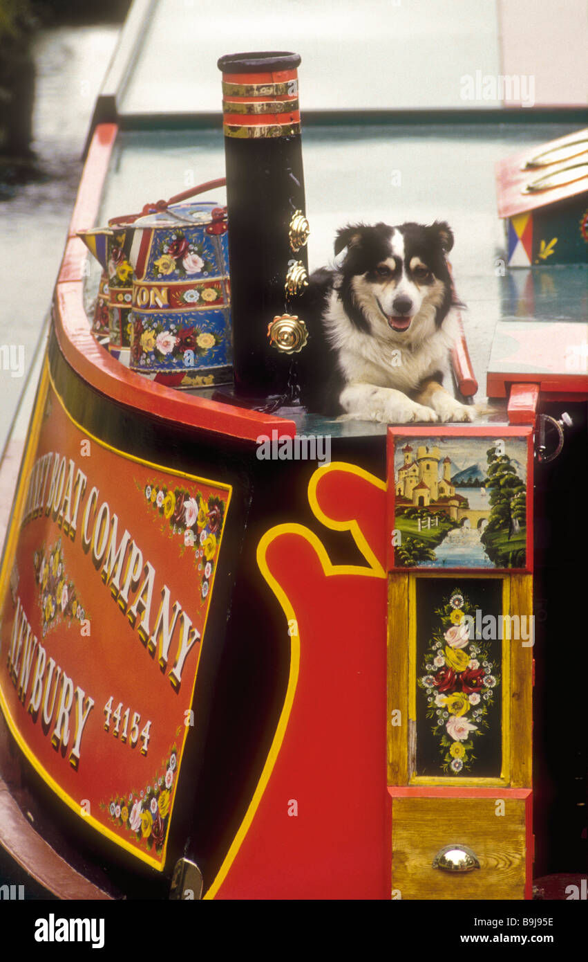 Ein Border-Collie Hund auf Kanal Fahrgastschiff Avon an der Kennet und Avon Kanal. Stockfoto