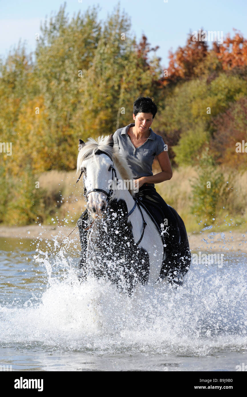 Reiterin auf Irish Tinker Pferd im Wasser Stockfotografie Alamy