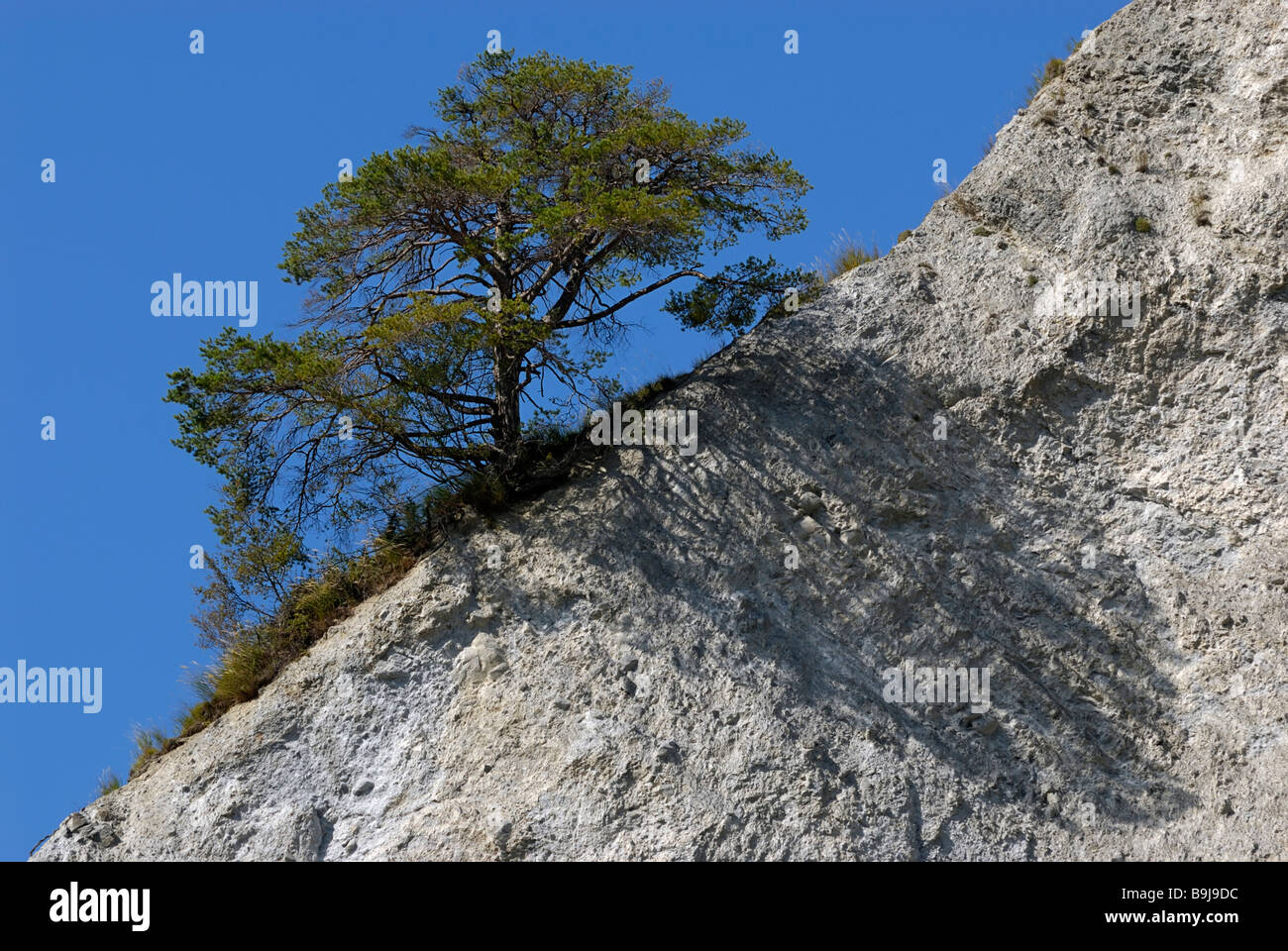 Schottenkiefer (Pinus sylvestris), einsamer Baum, der Schatten auf diagonaler Felsrinde wirft, Ruinaulta, Kanton Graubünden, Schweiz, Stockfoto