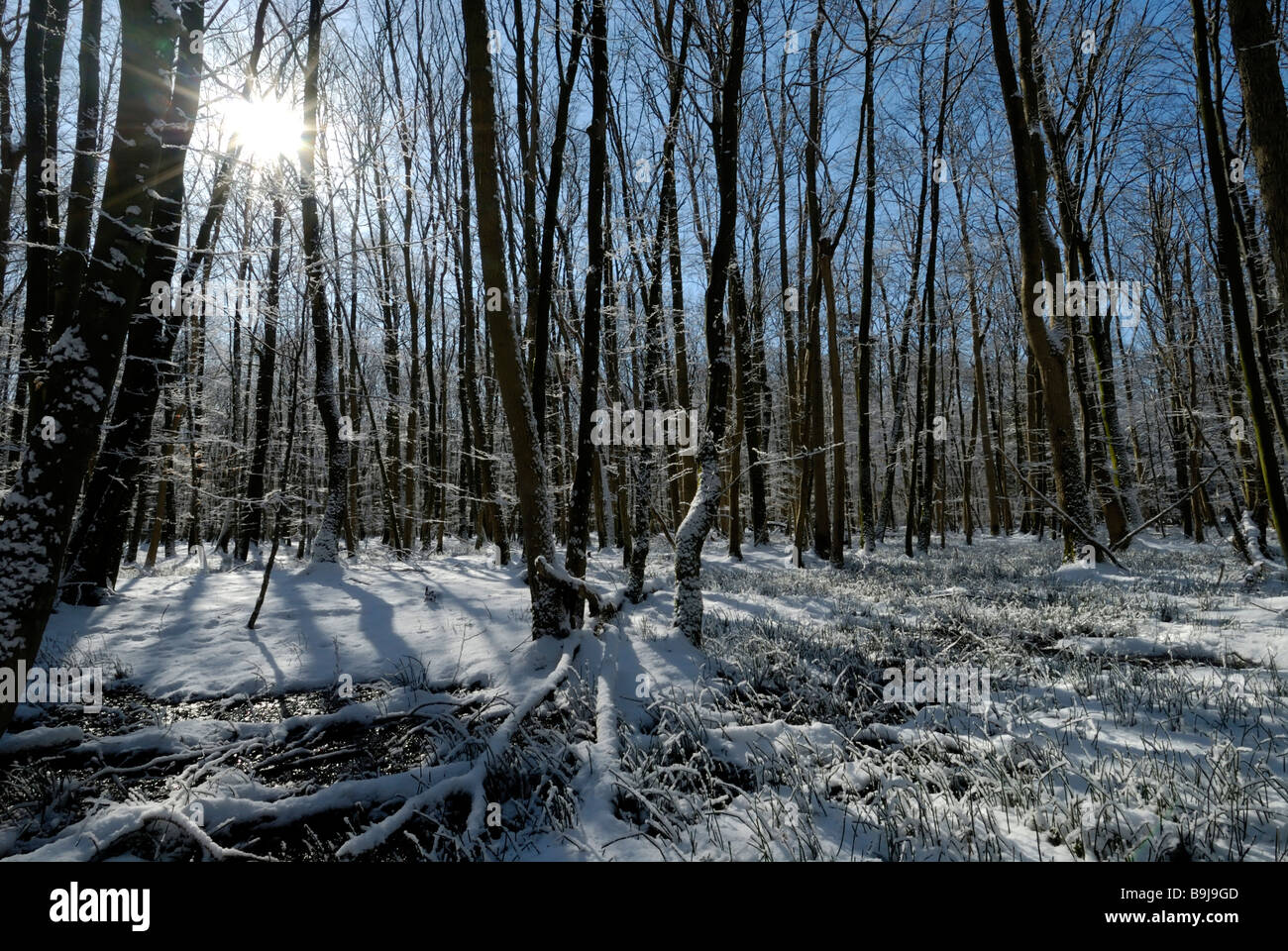 Winterliche Laubwald, Hintergrundbeleuchtung erschossen, Schleswig-Holstein, Deutschland, Europa Stockfoto