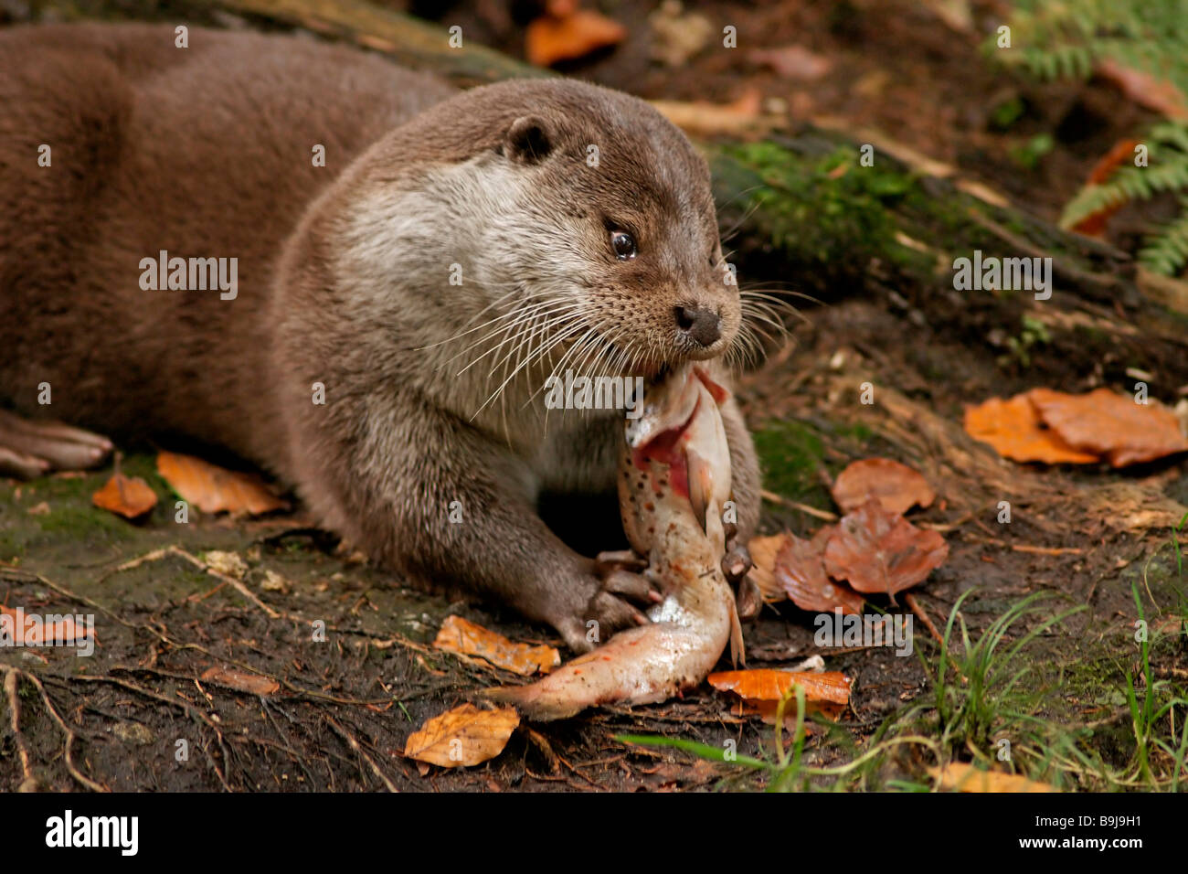 Europäische Otter (Lutra Lutra) Stockfoto