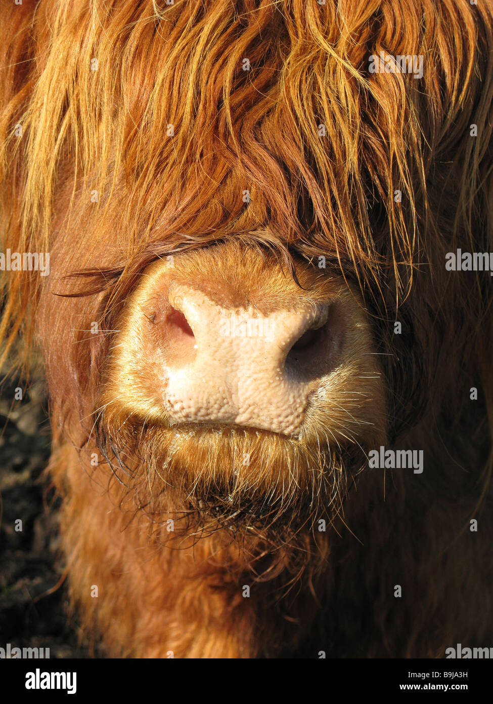Nahaufnahme der Nase einer Highland Kuh. Stockfoto