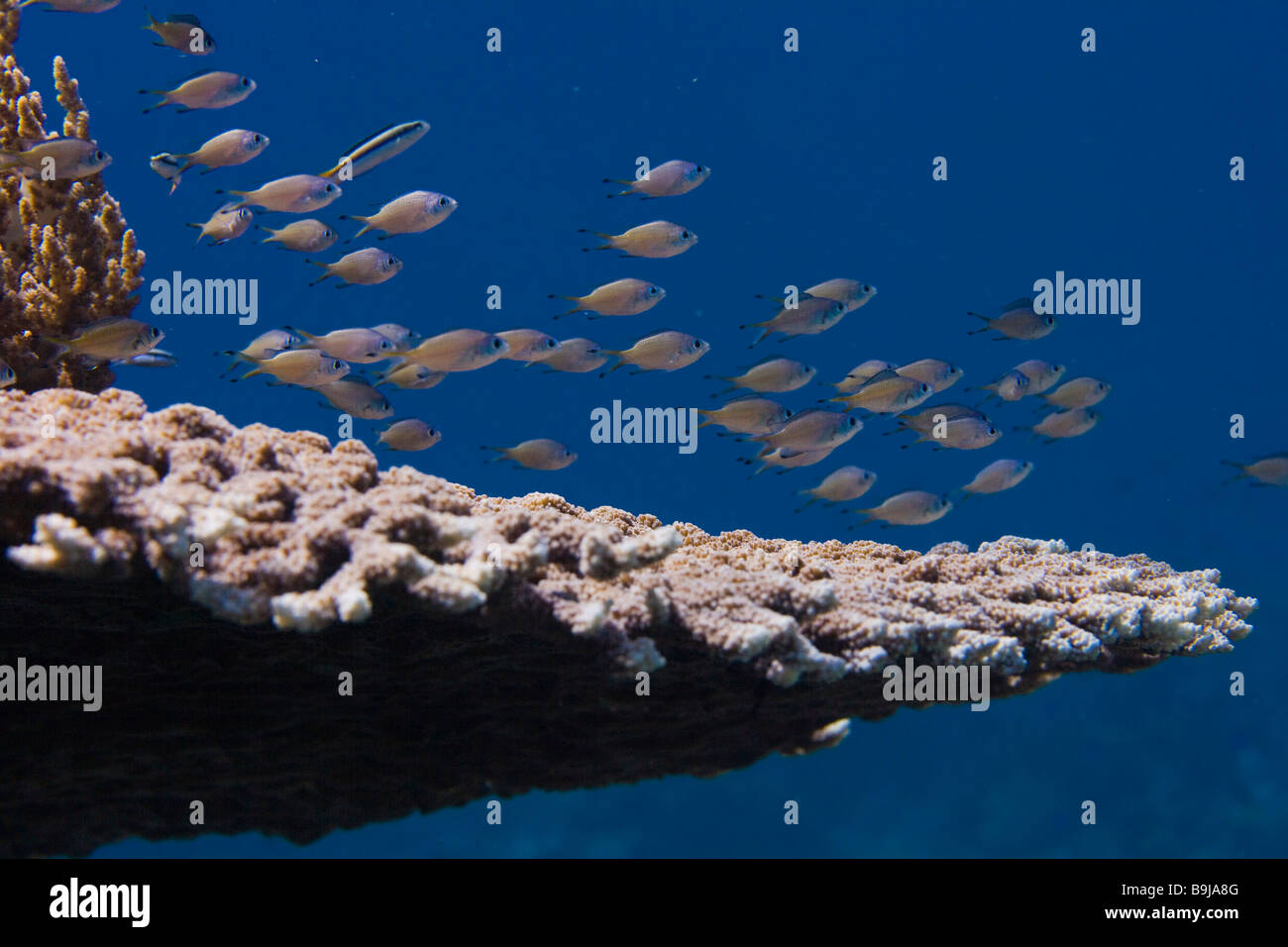 Riffbarsche Webers Chromis (Chromis Weberi), über Platte Koralle, Indonesien, Südostasien Stockfoto
