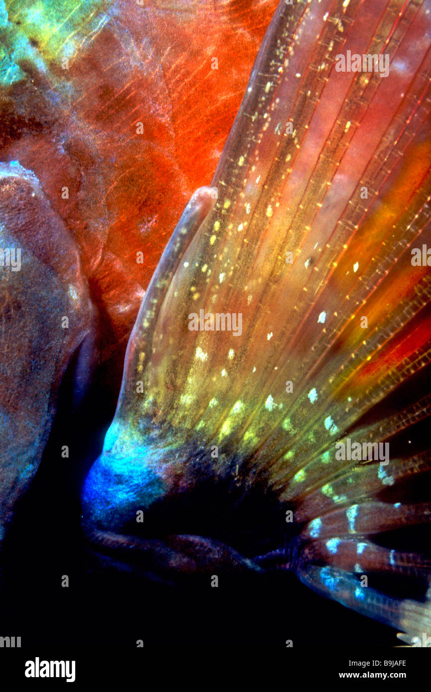 Stoplight Papageienfisch (Sparisoma Viride) Stockfoto