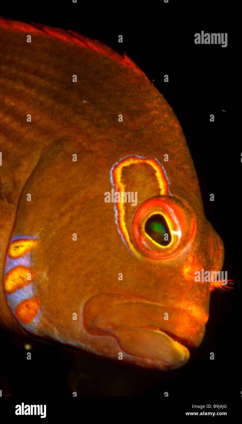 Bogen-Auge Hawkfish (Paracirrhites Arcatus), Australien Stockfoto