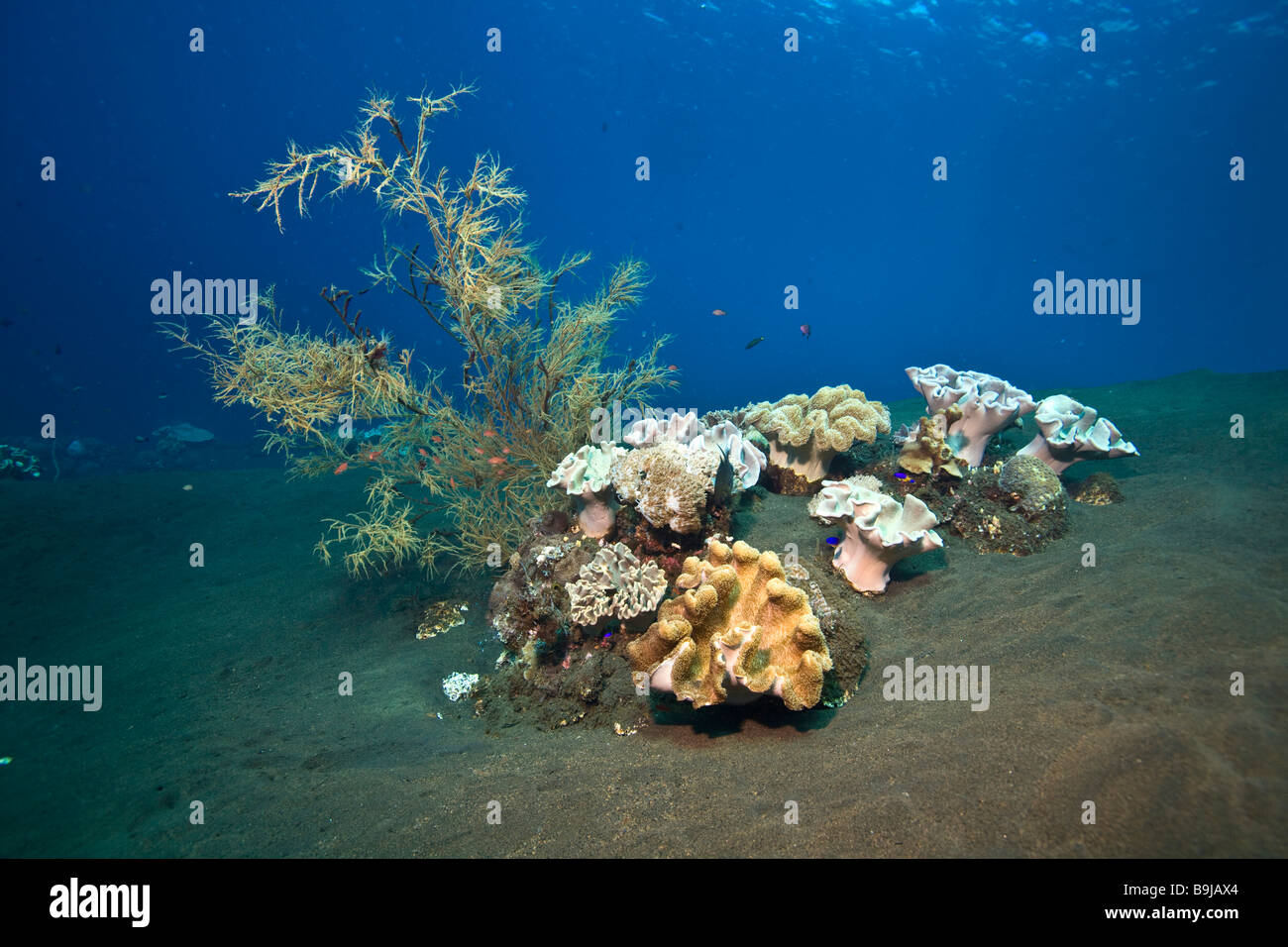Schwarze Koralle (Antipathes sp) am schwarzen Meeresboden vulkanischen Ursprungs, Indonesien, Südostasien Stockfoto