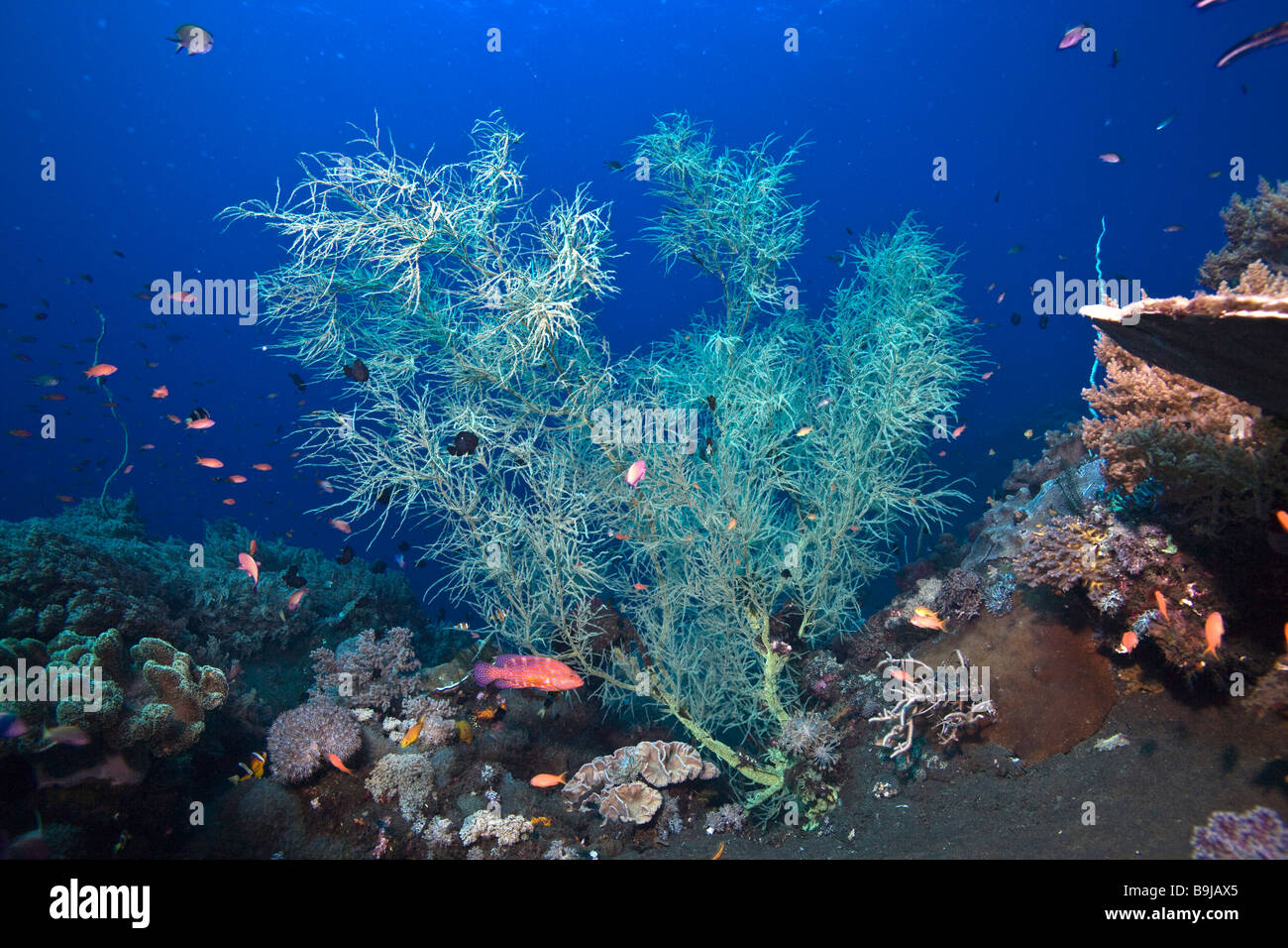 Schwarze Koralle (Antipathes sp) am schwarzen Meeresboden vulkanischen Ursprungs, Indonesien, Südostasien Stockfoto