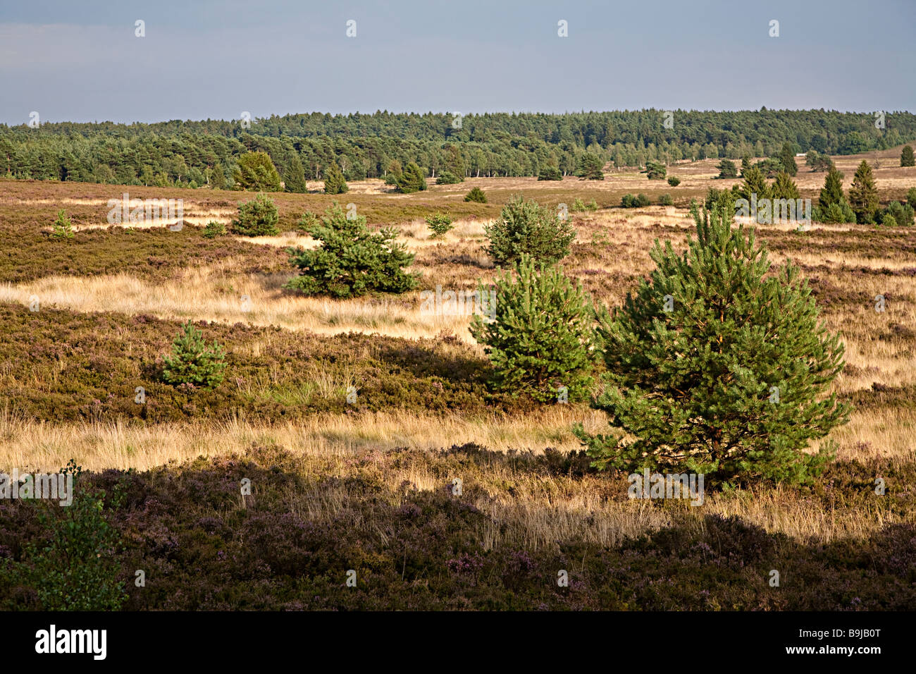 Heather Heide mit Nachfolge Luneburger Heide Lüneburg Deutschland