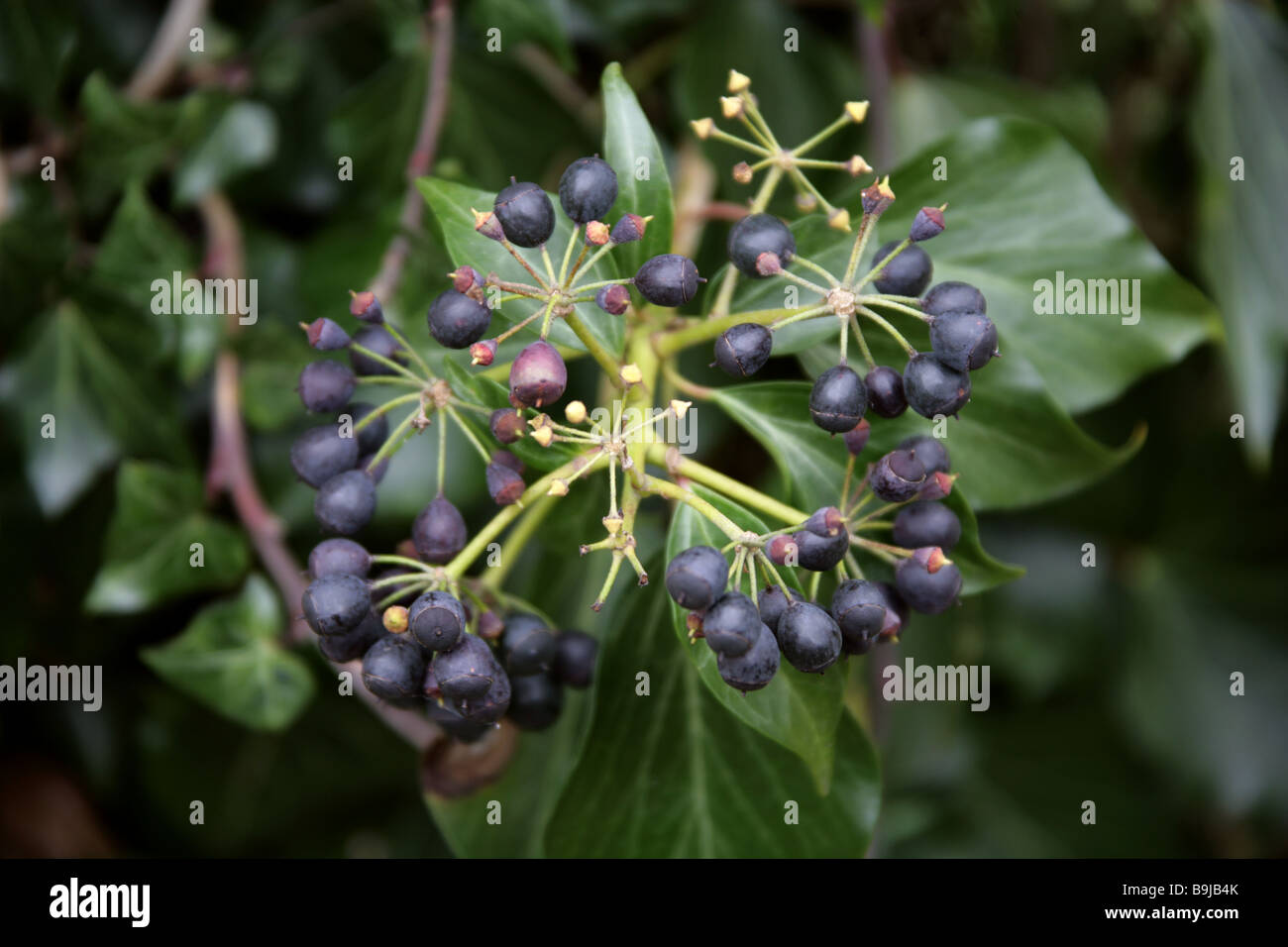 Ein Cluster von schwarzen Beeren, die Früchte des Efeus, Hedera Helix, Araliaceae Stockfoto