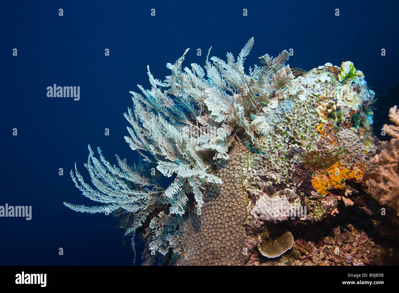 Gefährliche Meerestiere stechen Hydroid (Aglaophenia Cupressina), Indonesien, Süd-Ost-Asien Stockfoto