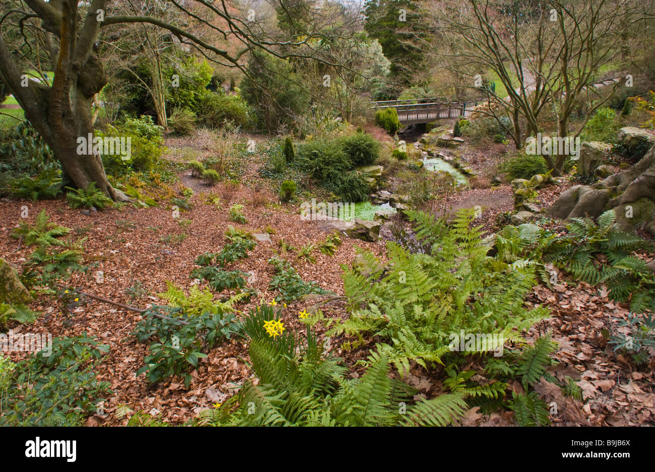 Wald Pflanzen auf steilen Hang in Belle Vue Park viktorianischen Bürgerpark in Newport South Wales UK Stockfoto