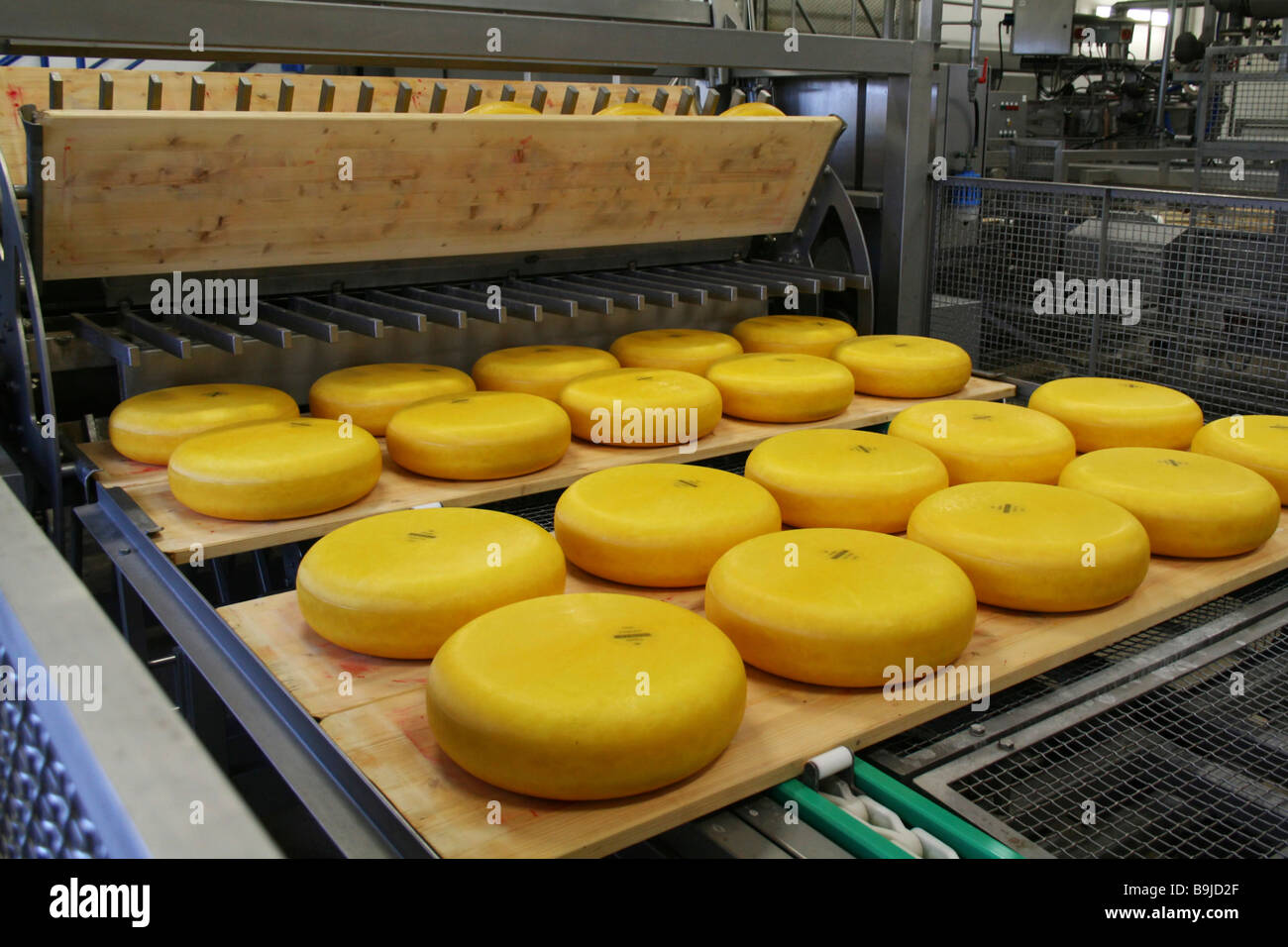 Gouda-Käse wird gewachst, Mecklenburg-Vorpommern, Deutschland, Europa Stockfoto