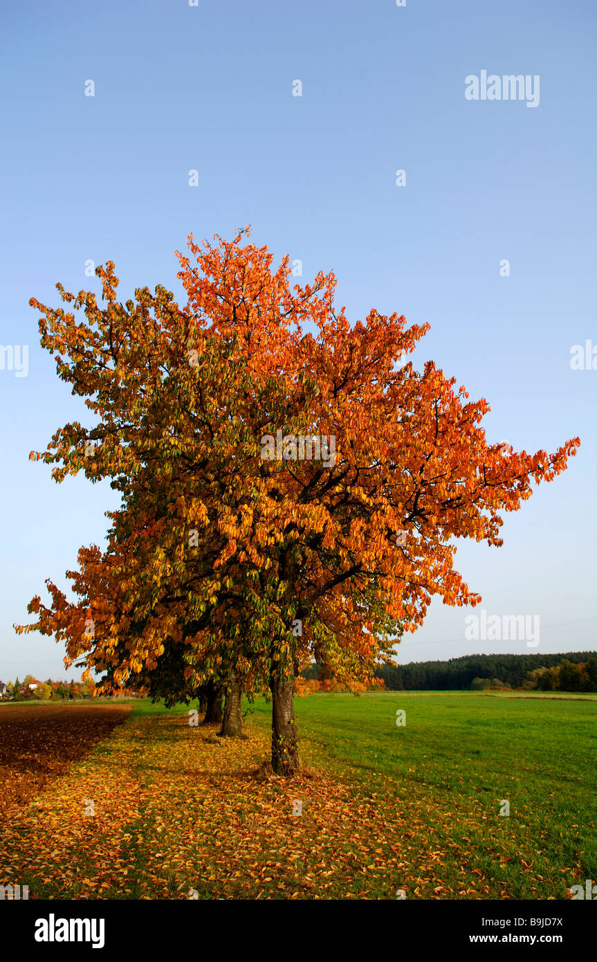 Herbstliche Kirschbaum in Eckental, Middle Franconia, Bayern, Deutschland, Europa Stockfoto