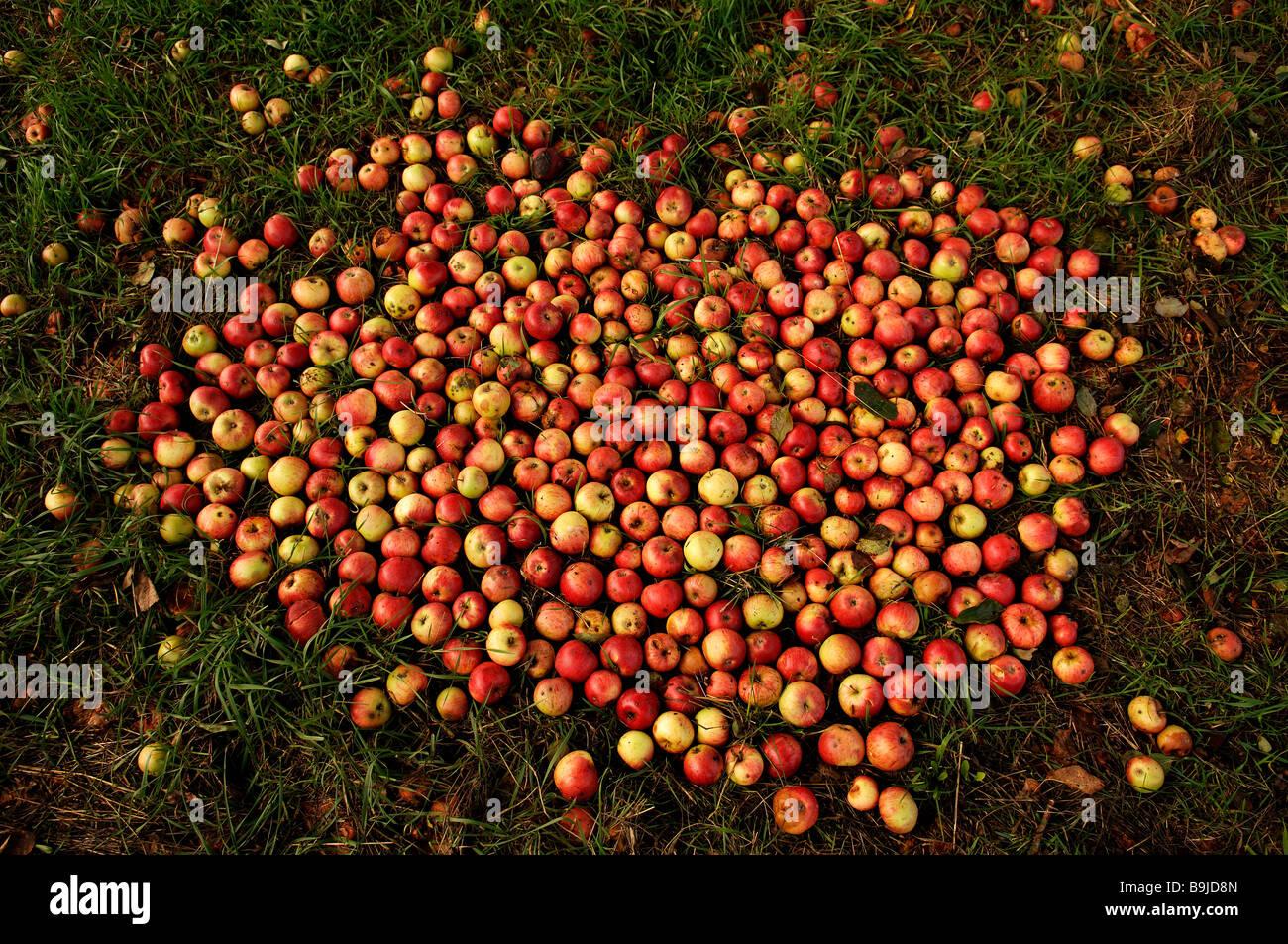 Glücksfall, Äpfel (Malus Domesticus) auf dem Rasen Stockfoto