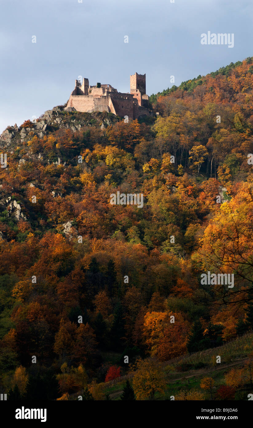 Le Château de St. Ulrich, herbstlichen Wald, Ribeauvillé, Elsass, Frankreich, Europa Stockfoto