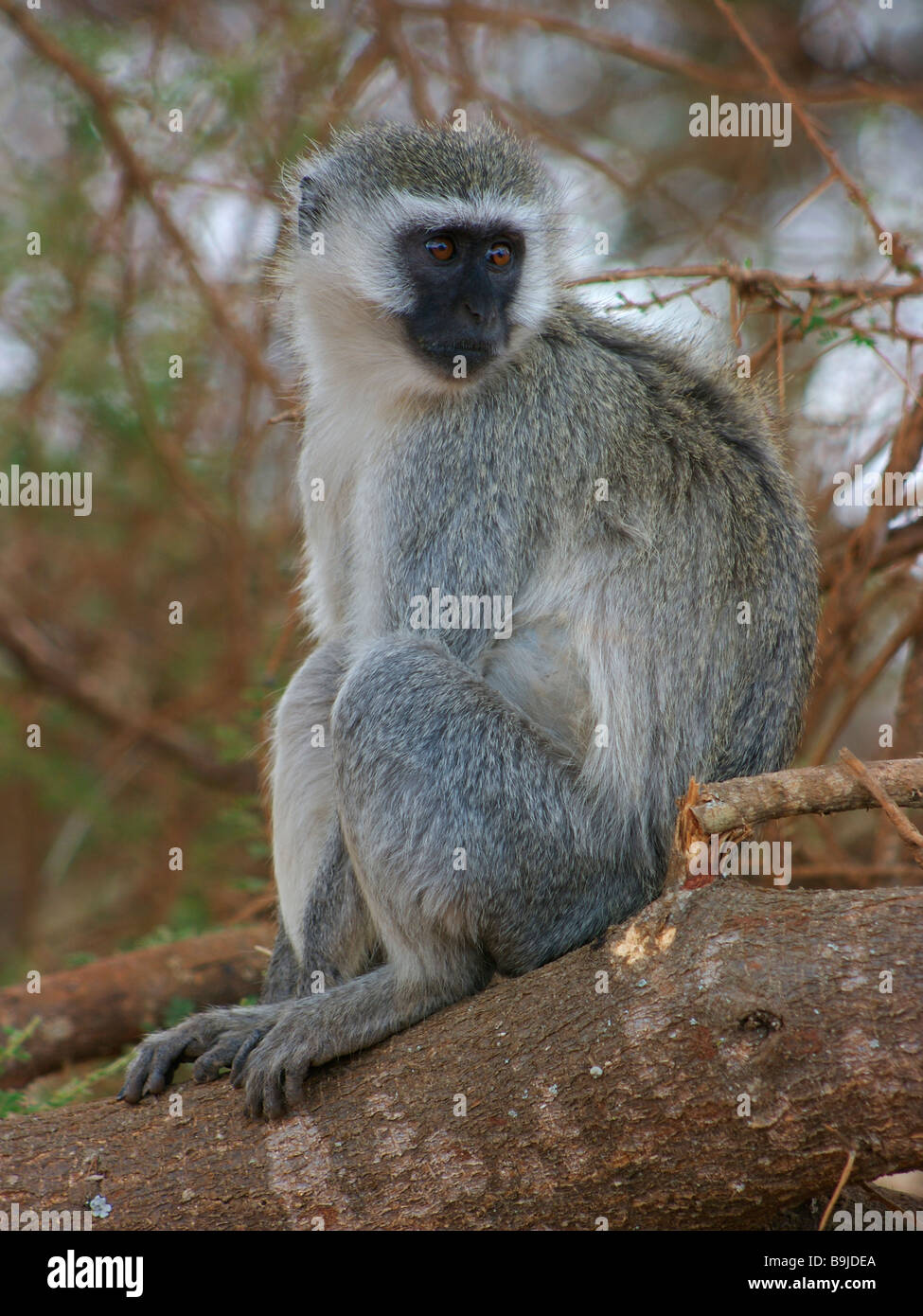 Einen wilden schwarzen konfrontiert Meerkatze in seinem natürlichen Lebensraum, Tarangire Nationalpark, Tansania Stockfoto