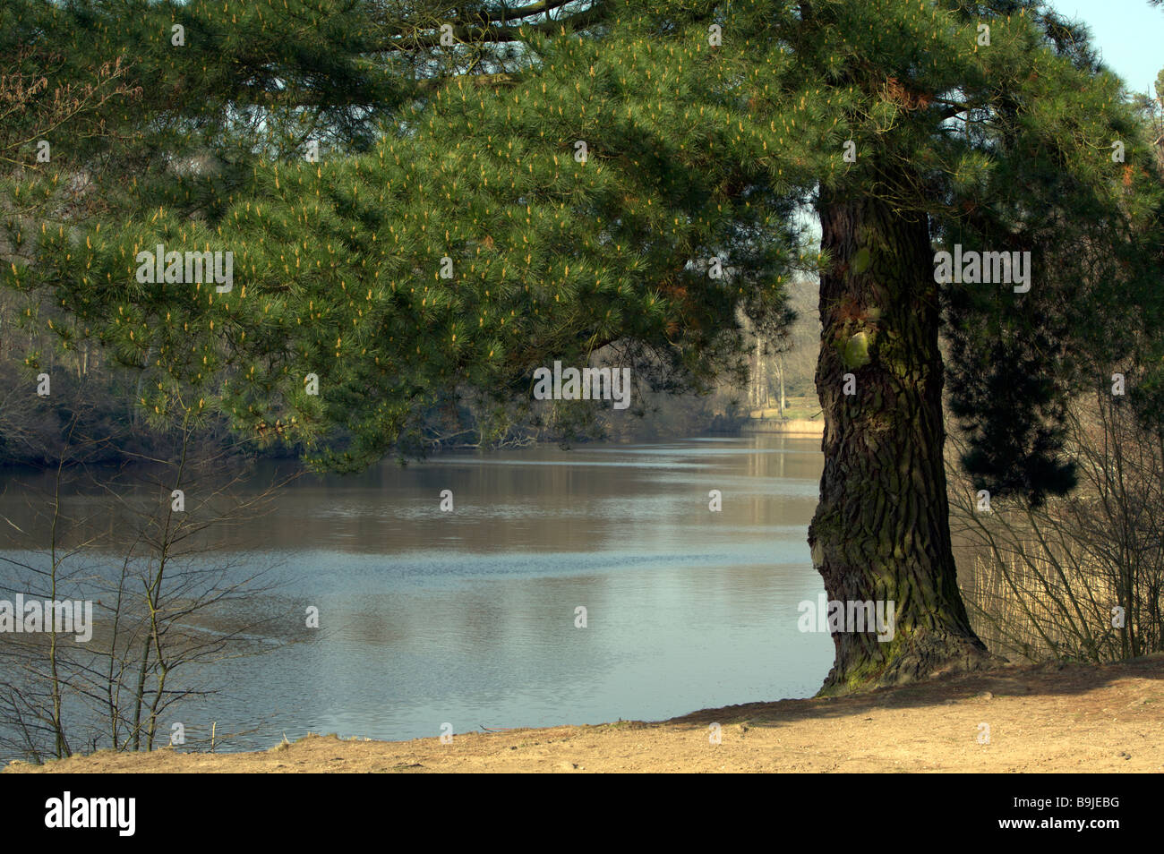 Blick auf Virginia See, Berkshire Stockfoto