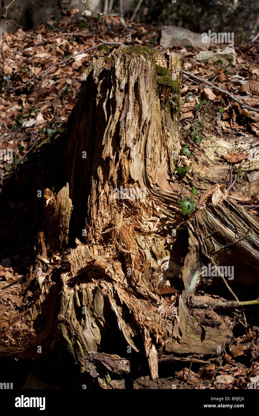 Einen alten Baumstamm im Wald verrotten. Stockfoto