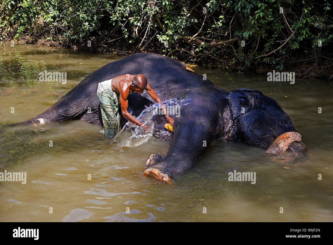 Sri Lanka Fluss Mann Elefant Asien wäscht Südasien Menschen Mahout einheimische Tier Säugetier junge Elefanten-Bad badet Tierpfleger Stockfoto