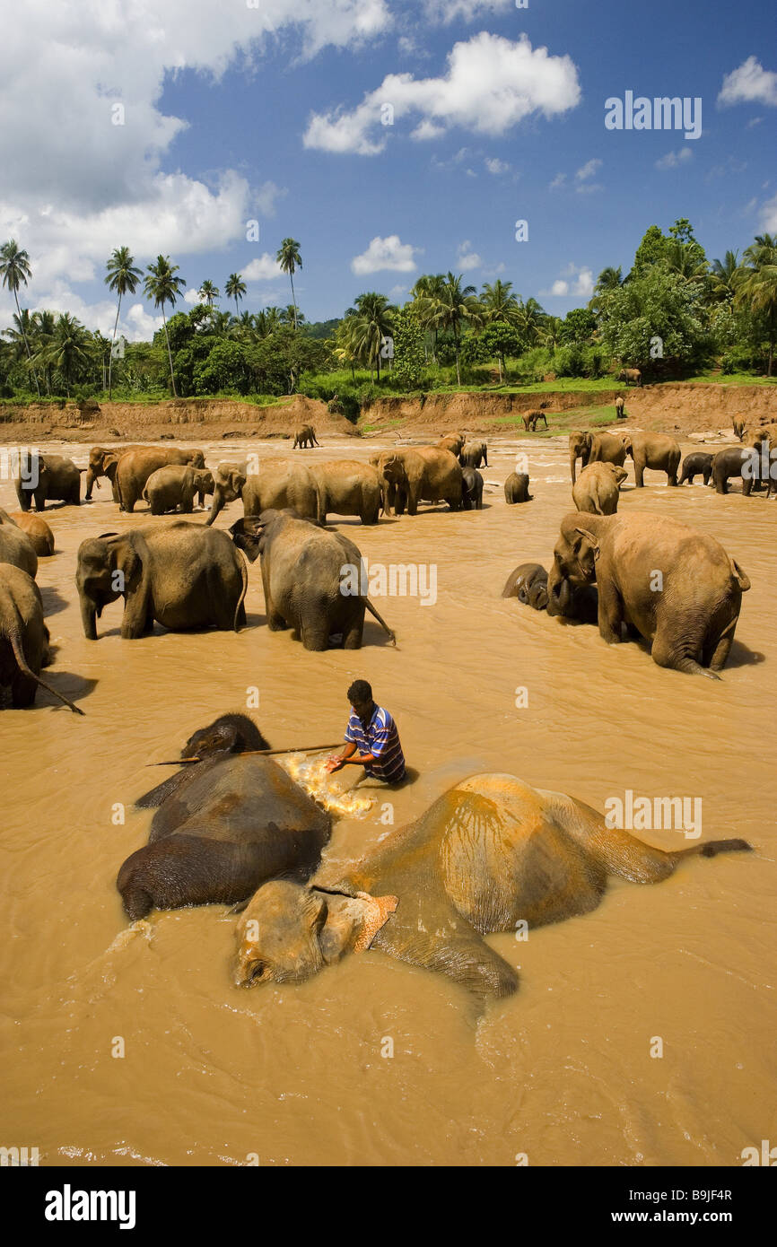 Sri Lanka Pinawela Elefantenwaisenhaus Fluss Elefanten-Bad indische Elefanten Mahout Asien Südasien Gewässer Oyafluss Elefanten Stockfoto