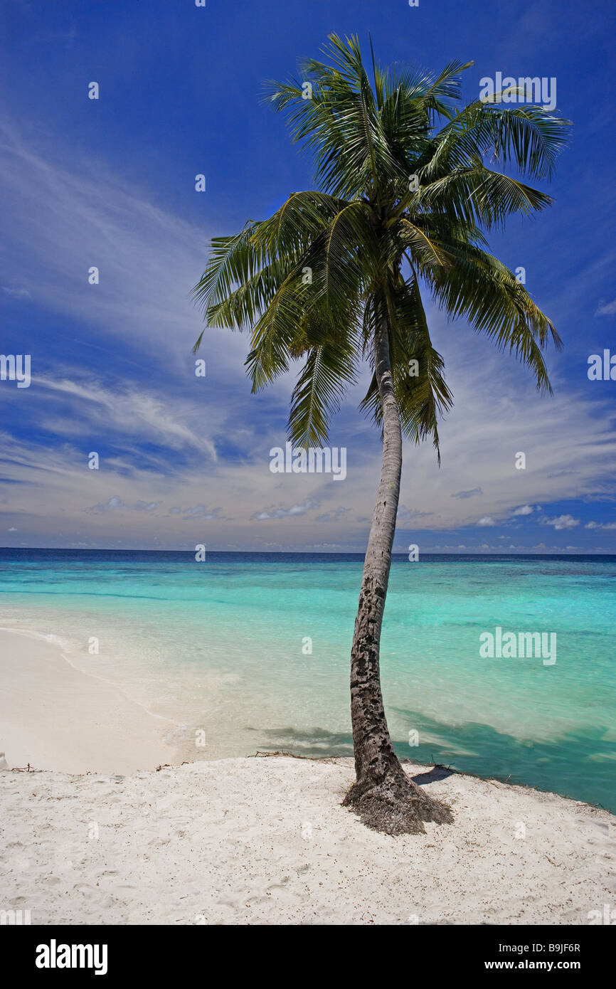 Malediven-Nord male Atolls Strand Palm Blick aufs Meer, Insel Malediven-Insel-See Insel Staat Himmel Palmenstrand getrübt verlassen Stille Stockfoto