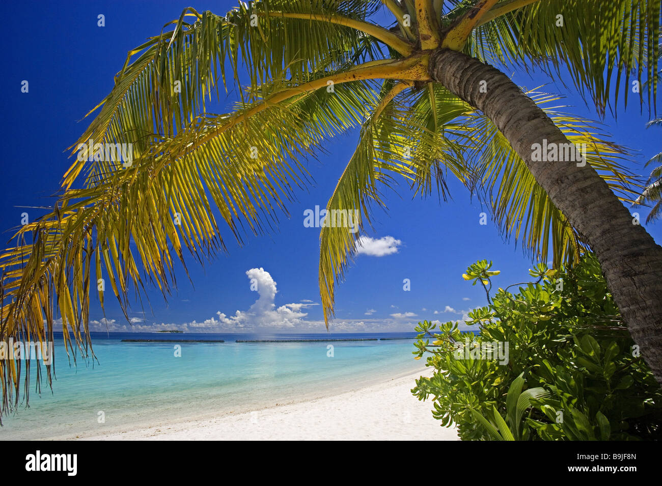 Malediven Malé Atolls Meer Palmenstrand Detail Insel Staat Insel Malediven-Insel Strand sandig Nordstrand palm einsame Stille Stockfoto