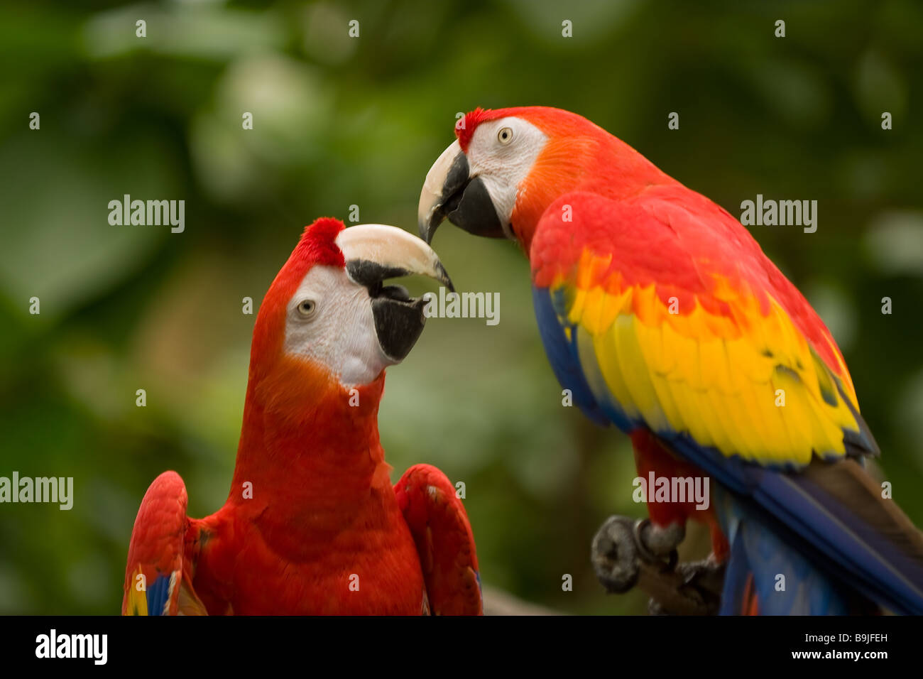 Zwei rote und Orange gefärbt Papageien, die scheinbar miteinander reden Stockfoto