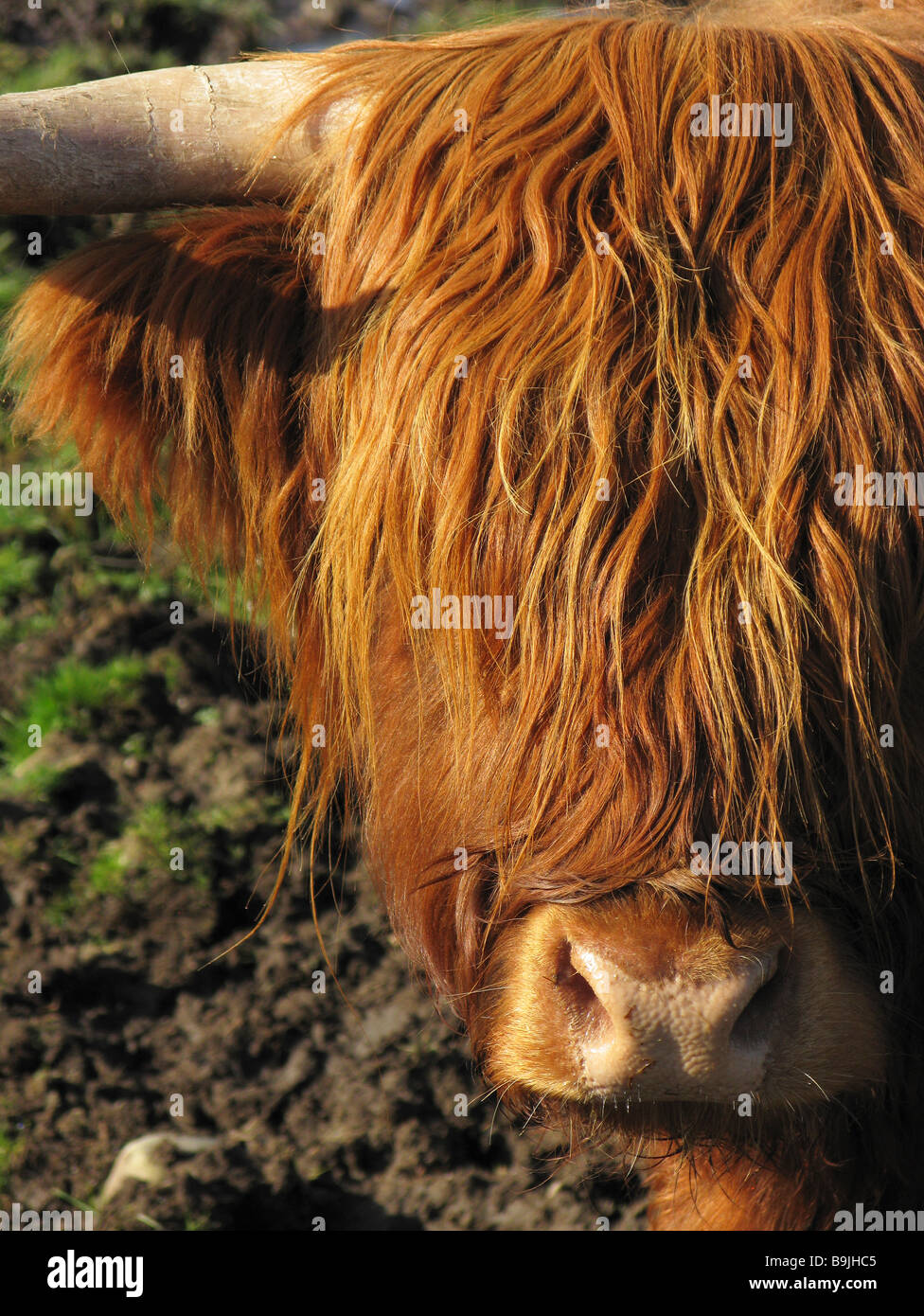 Nahaufnahme von Highland Kuh, Gesicht auf, im Portrait. Stockfoto