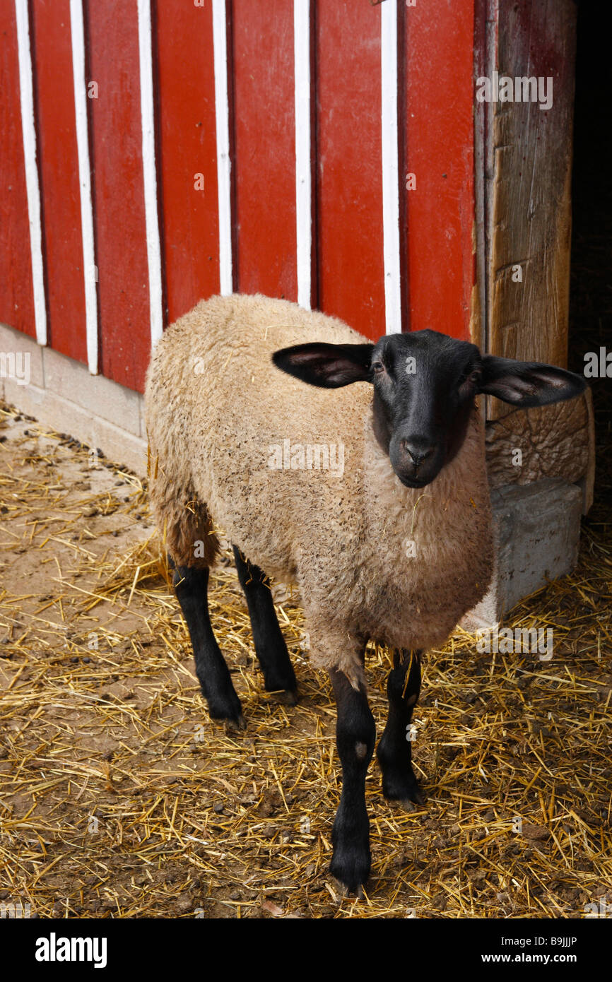Die Suffolk-Schafe in der Scheune Landschaft Niemand vertikale ländliche Ohio in den USA Hi-res Stockfoto