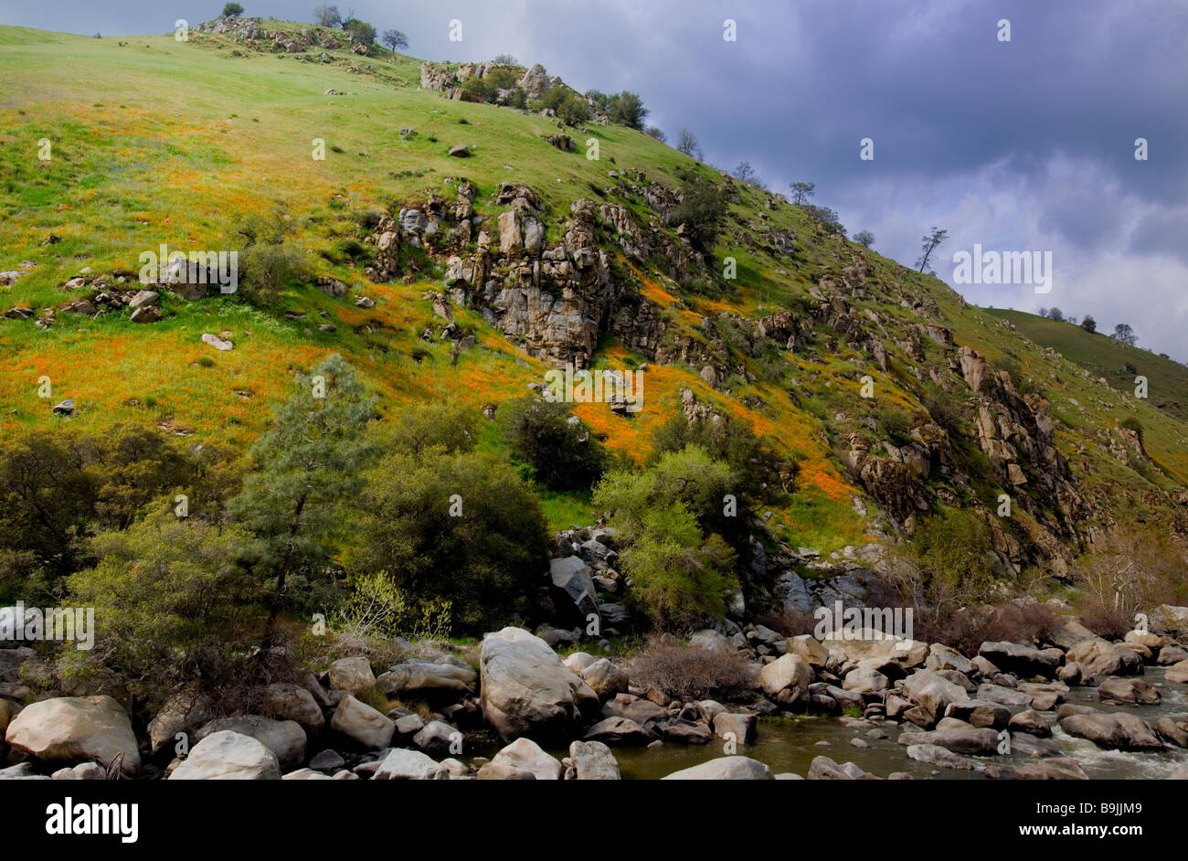 California-Mohn-Blüte in den Kern River Canyon, Kalifornien USA - Bild mit hoher Auflösung Stockfoto