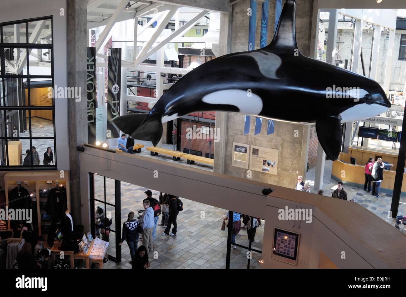 Innenbereich des Monterey Bay Aquariums, Kalifornien USA - ein lebensgroßes Modell eines Orca 'Killerwals'. Stockfoto