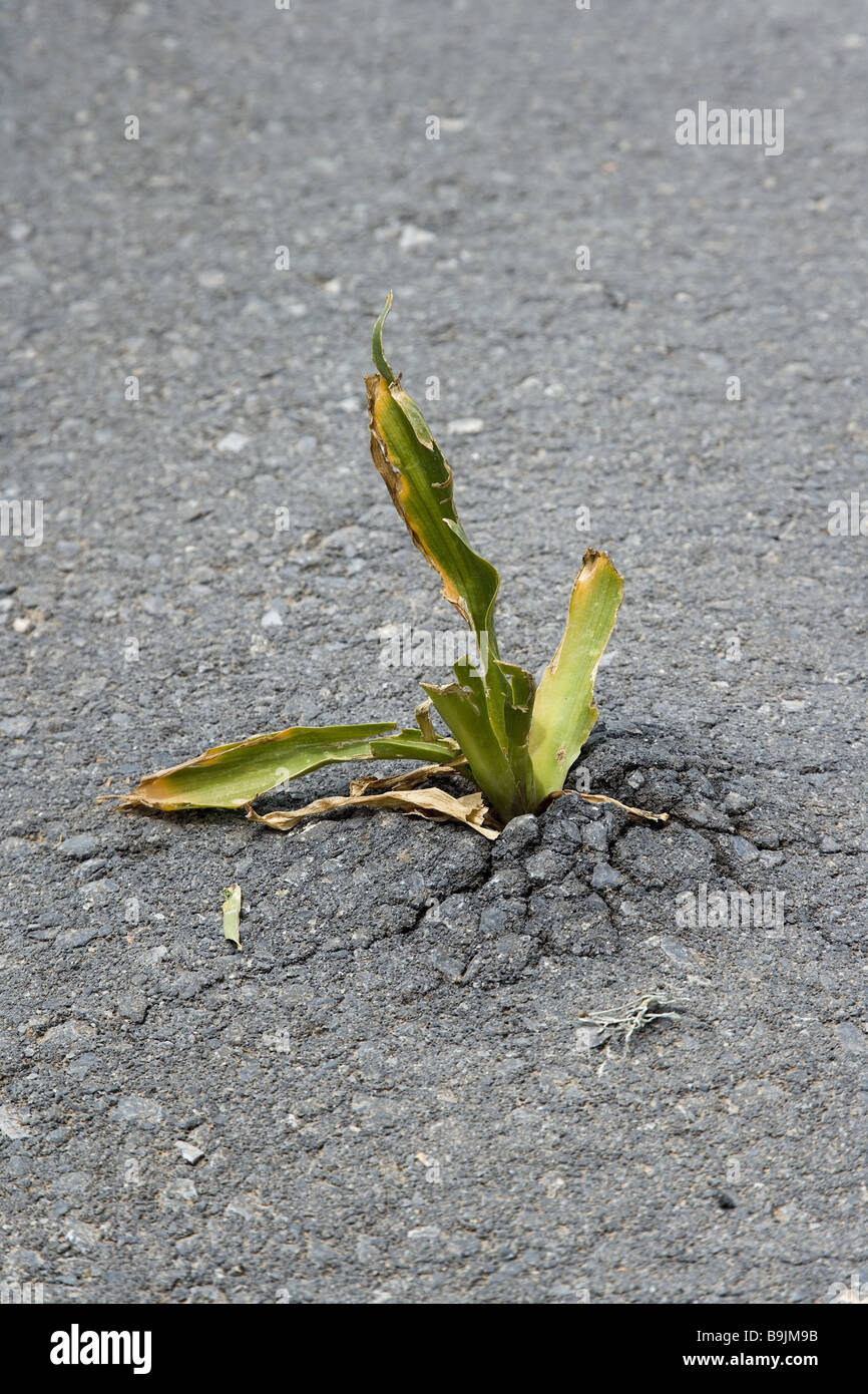 Asphalt Rip Pflanze Teer Teer-decken Straße Blätter der Pflanze wächst sprießen gedeiht Konzept Leben Stärke Stärke macht Stockfoto