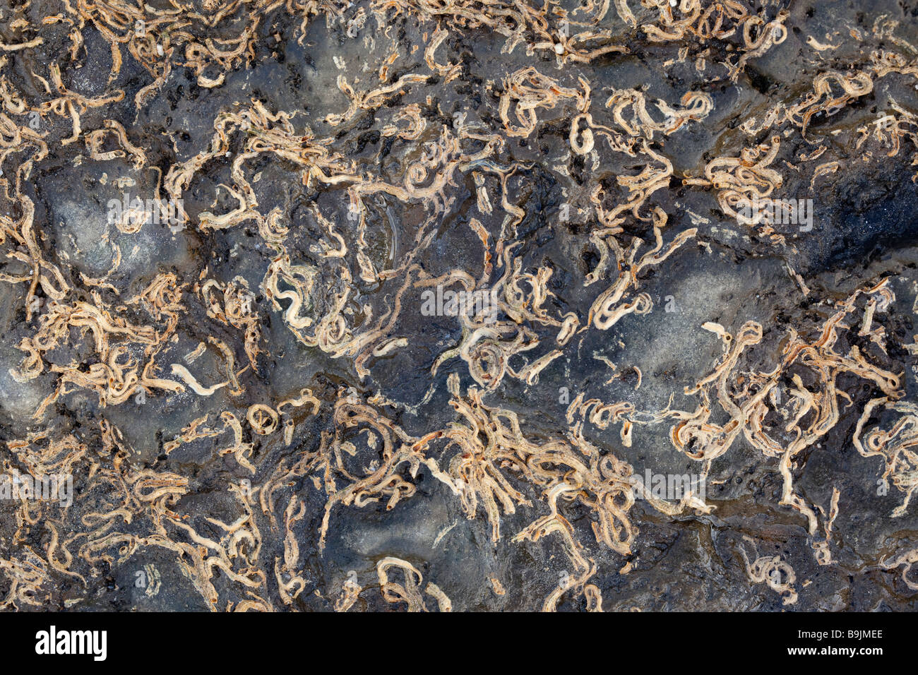 Tube Worm casts Stockfoto