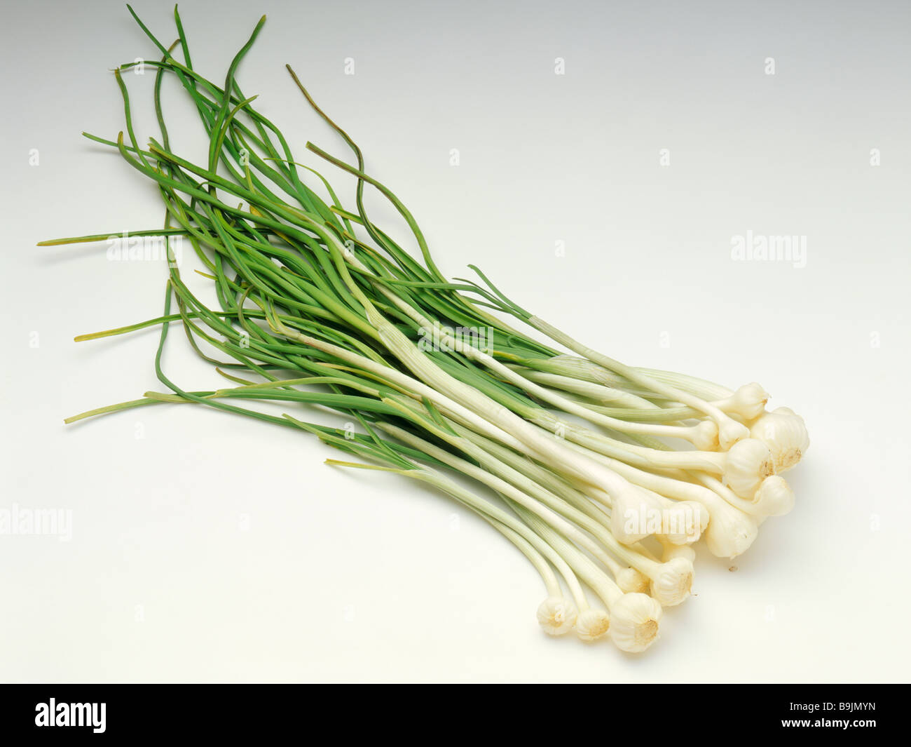 Wilde rocamble Stockfoto