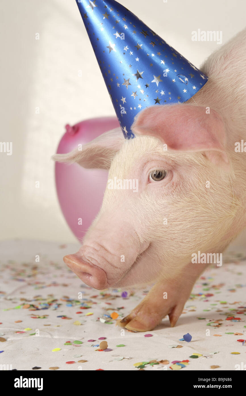 Ferkel-Kleider, die oben feiert party "die Sau out-Blätter" Seite-Porträt Fasching Silvester Feier Silvester Stockfoto