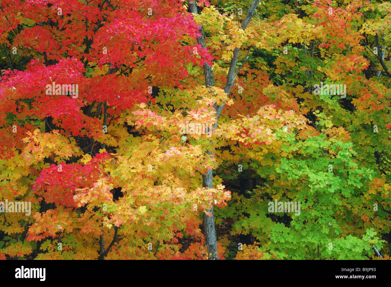 Ahornbäume HerbstFärbung grün gelb rot Acer Acer spec Ahorn Ahornbaum