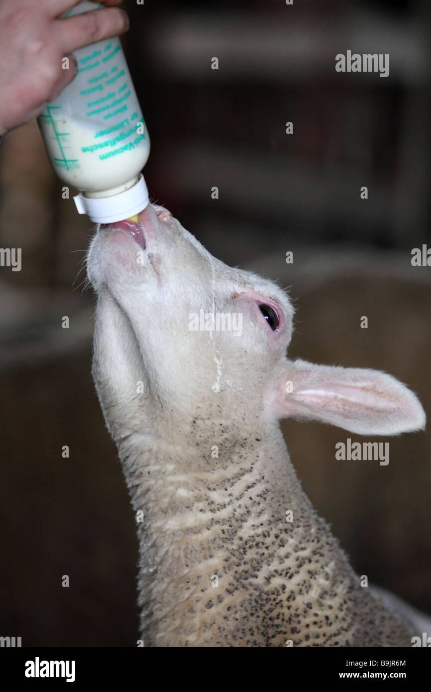 Füttern ein Neugeborenes Berrichon du Cher Lamm mit einer Flasche und Sauger auf einer Farm in England. Stockfoto