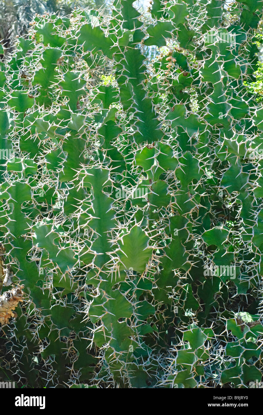 Euphorbia Grandicornis, Kuh Horn Stockfoto