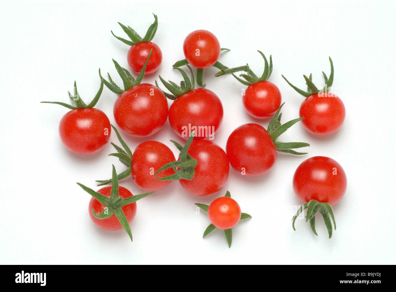 Tomaten-Cherrytomatoe-Lycopersicon esculentum Stockfoto