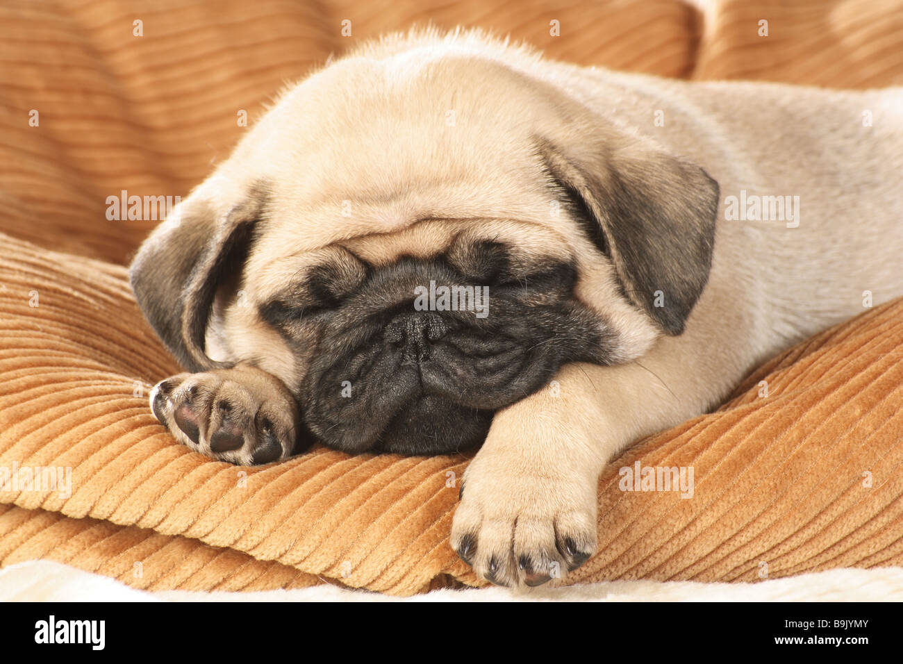3dRose Gartenflagge – Kleiner Gelber Labrador-Welpe Schlafend Auf Couch, 30,5 X 45,7 Cm, Polyester