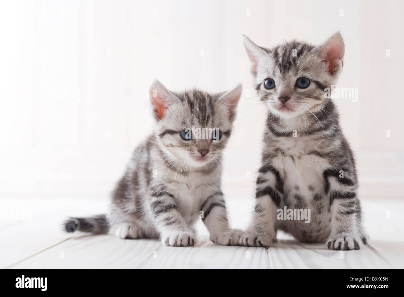 Zwei amerikanische Kurzhaar sitzen Stockfoto