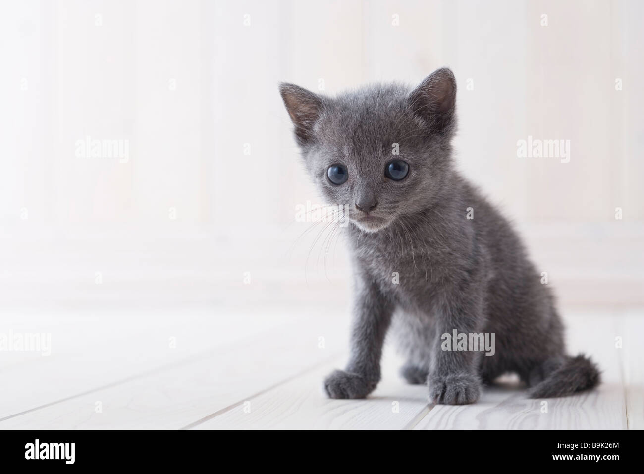 Russisch Blau sitzen Stockfoto