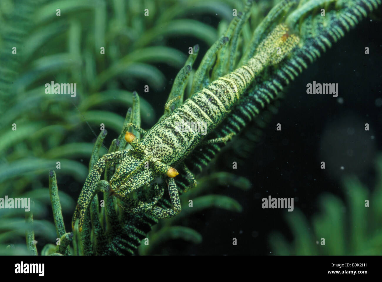 Crinoid Garnelen periclimenes amboinensis Lembeh Strait celebes Meer Nord Sulawesi Indonesien Stockfoto