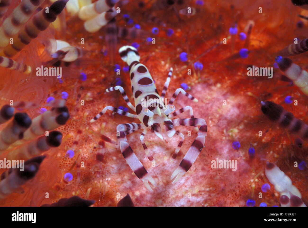 Coleman s Garnelen periclimenes colemani asthenosoma varium auf Fire urchin Lembeh Strait celebes Meer Nord Sulawesi Indonesien Stockfoto