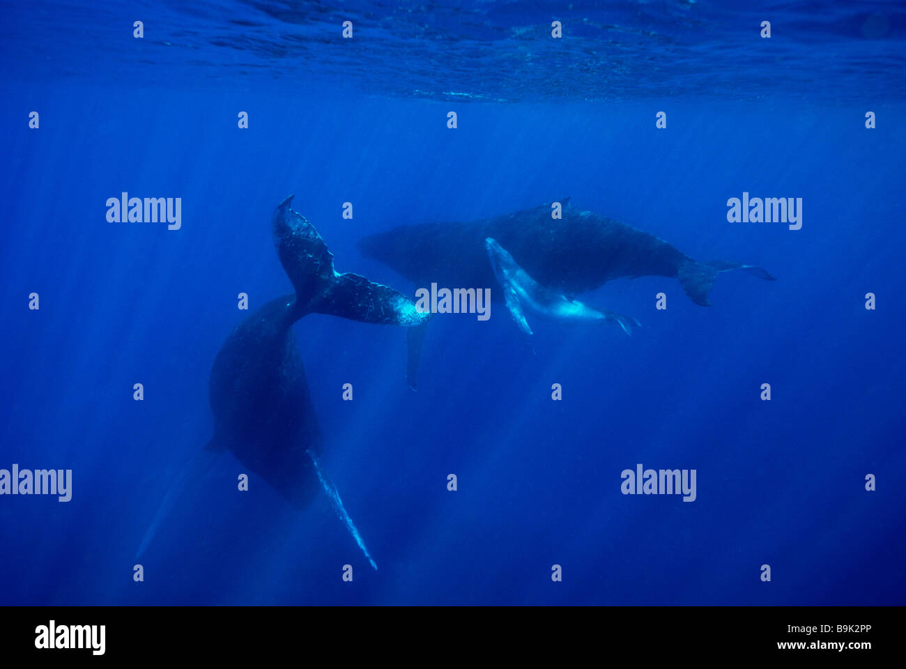 Buckelwale Mutter Kalb und escort Impressionen Novaeangliae Ha Apai Gruppe Tonga Süd-Pazifik Stockfoto