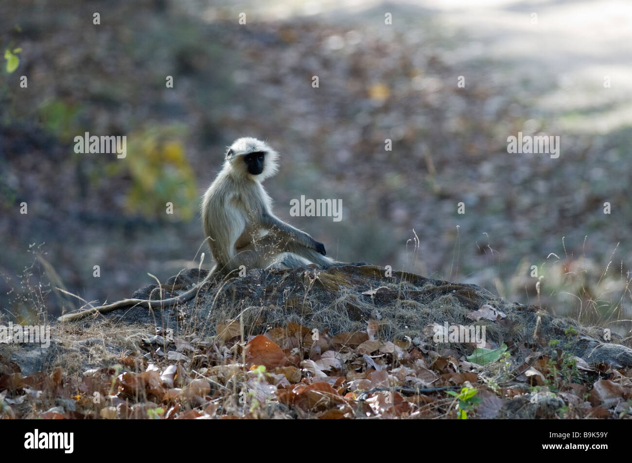 Hanuman-Languren (Semnopithecus Entellus) Stockfoto